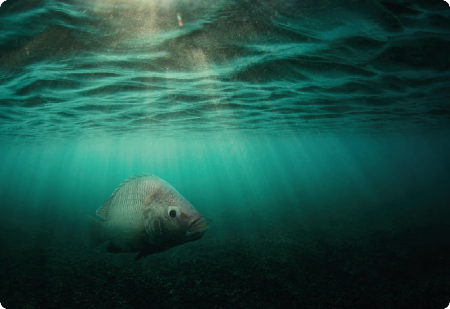 Footer fish - Spring Genetics