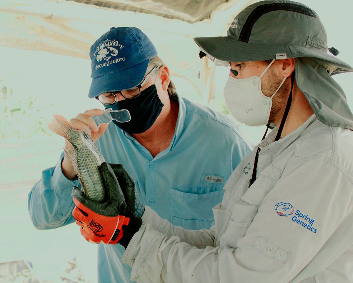 Services Spring Genetics